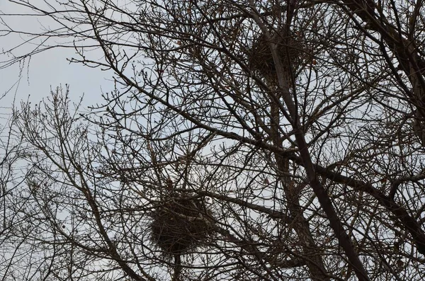 Dieses Bild Zeigt Zwei Nester Baum — Stockfoto