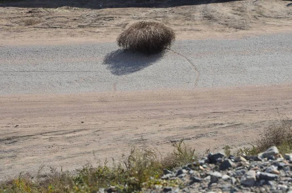 Dieses Bild Zeigt Ein Behaartes Nomadisches Taumelkraut — Stockfoto