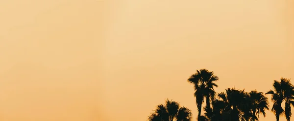 Beautiful sunset of LA palm trees — Stock Photo, Image