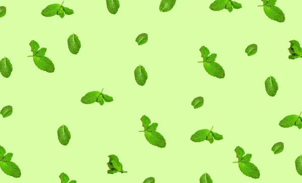 Hojas de menta verde —  Fotos de Stock
