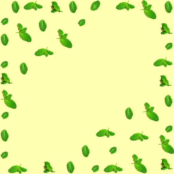 Hojas de menta verde —  Fotos de Stock