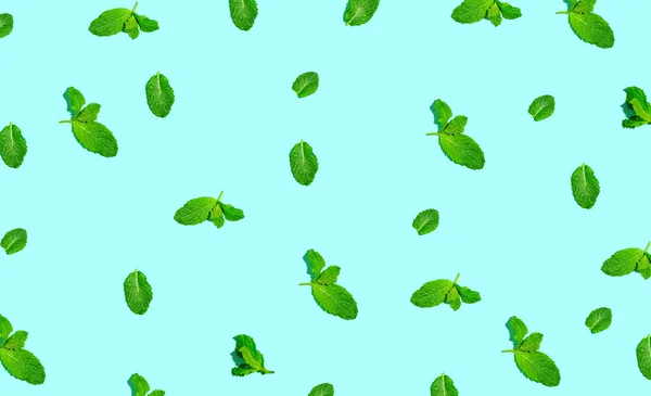 Листя м'яти зелений — стокове фото