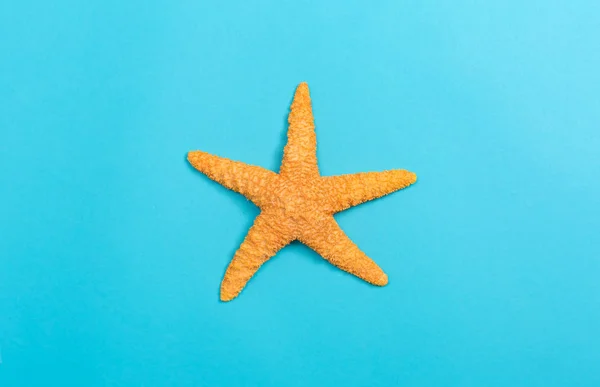 Mavi arka planda bir denizyıldızı — Stok fotoğraf