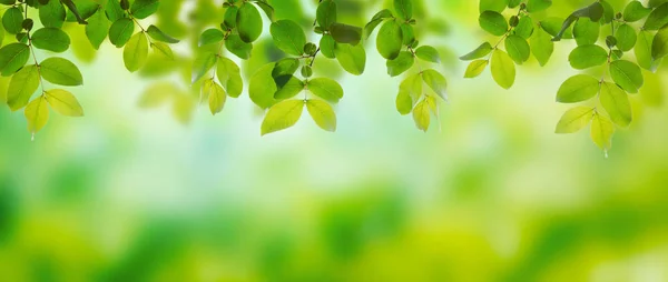 Folhas verdes de verão — Fotografia de Stock