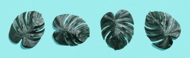 Tropikal bitki Monstera yaprakları