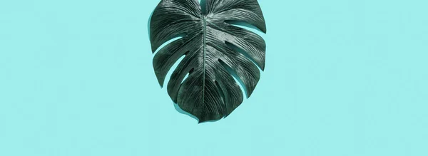 Tropical plant Monstera leaf — Stock Photo, Image