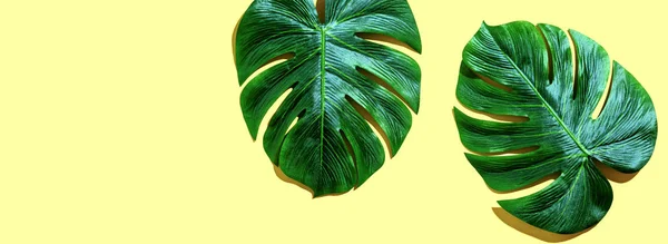 Trópusi növény Monstera levelek — Stock Fotó