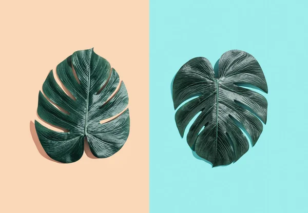 Planta tropical Monstera folhas — Fotografia de Stock