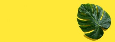 Tropik bitki canavar yaprağı.