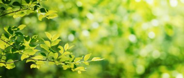 yaz yeşil yaprakları