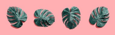 Tropikal bitki Monstera yaprakları