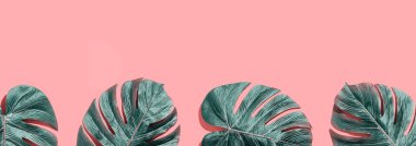 Tropikal bitki Monstera yaprakları