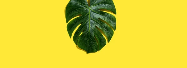 Tropische plant Monstera blad — Stockfoto