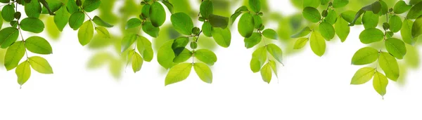 Folhas verdes em um fundo branco — Fotografia de Stock