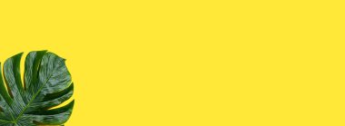 Tropik bitki canavar yaprağı.