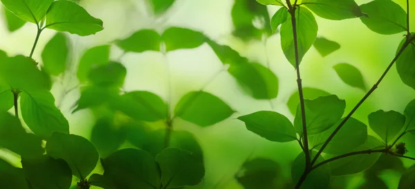 Frische grüne Blätter — Stockfoto