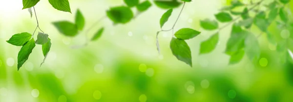 新鮮な緑の葉 — ストック写真