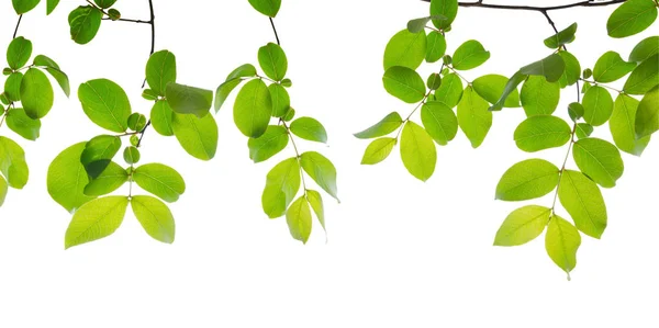 Зелене листя на білому фоні — стокове фото