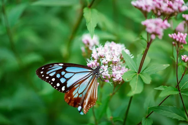 Blå fjäril uppflugen på en blomma — Stockfoto