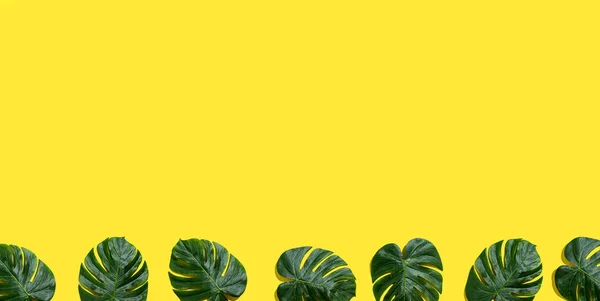 Tropische plant Monstera verlaat — Stockfoto