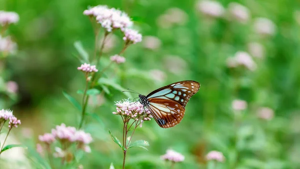 Modrý motýl usazený na květině — Stock fotografie