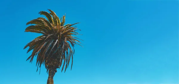 Palmeira única contra o céu de verão — Fotografia de Stock