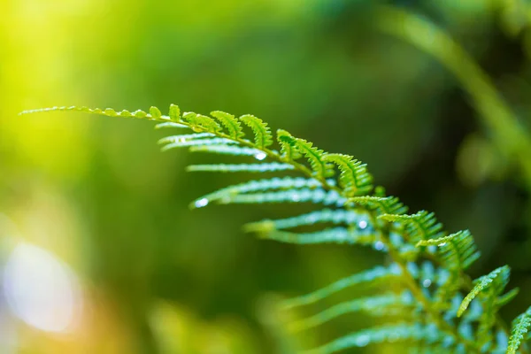 Foglie verdi fresche e rami d'albero — Foto Stock