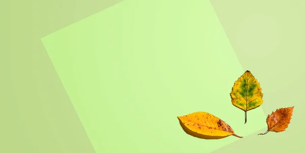 Podzimní listy shora — Stock fotografie
