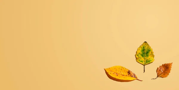 Herfst bladeren van boven — Stockfoto