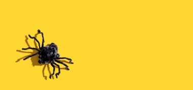 Cadılar Bayramı siyah örümcek