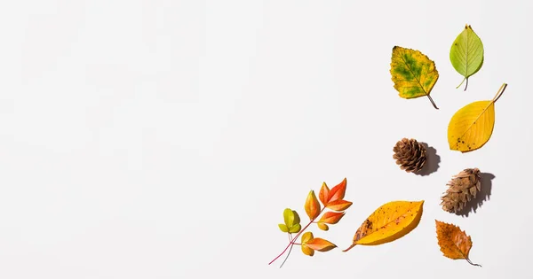 위에서 내려오는 가을 잎 — 스톡 사진