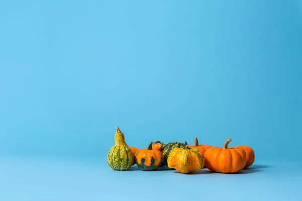 Coleção de abóboras de outono — Fotografia de Stock