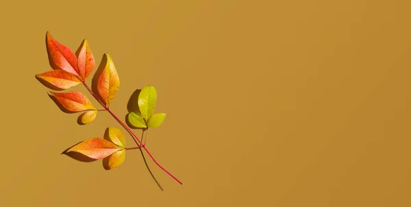 Jesienne liście z góry — Zdjęcie stockowe