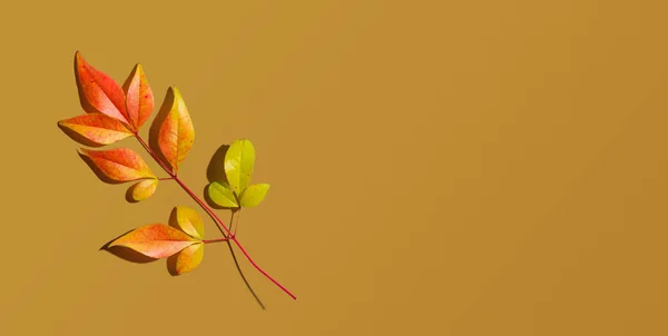 Herfst bladeren van boven — Stockfoto