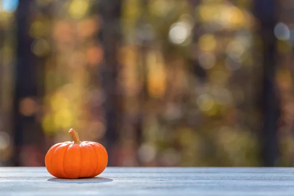 Small pumpkin outside in autumn — Stock Photo, Image
