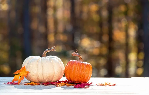 Small pumpkins outside on a forest background — Stock Photo, Image