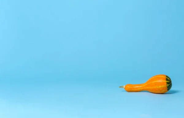 Ein herbstlicher Zierkürbis — Stockfoto