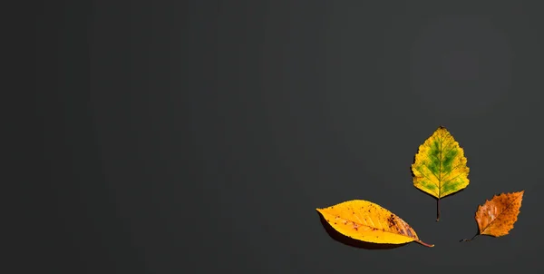 Hojas de otoño desde arriba — Foto de Stock