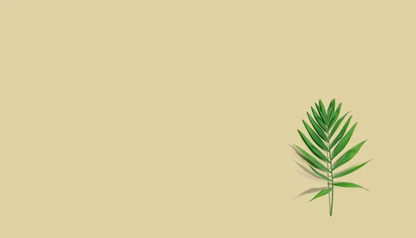 Kleines Palmblatt von oben — Stockfoto