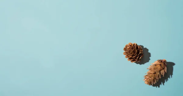 Őszi fenyőtoboz felülről — Stock Fotó