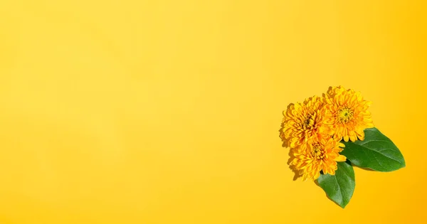 Chrysant bloemen van boven — Stockfoto