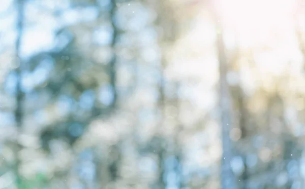 Bulanık kış ormanı arka planı — Stok fotoğraf