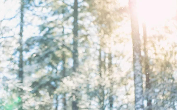 Suddig abstrakt vinter skog bakgrund — Stockfoto