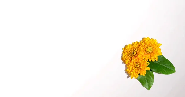 头顶上的菊花 — 图库照片