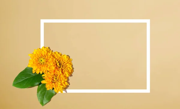 Kwiaty chryzantemy z góry — Zdjęcie stockowe
