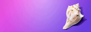 Deniz kabuğu manzaralı yaz konsepti