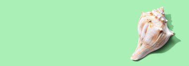 Deniz kabuğu manzaralı yaz konsepti