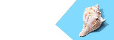 Deniz kabuğu manzaralı yaz konsepti