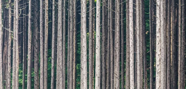 Árboles forestales en un profundo bosque japonés fondo de la naturaleza —  Fotos de Stock