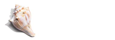 Deniz kabuğu manzaralı yaz konsepti